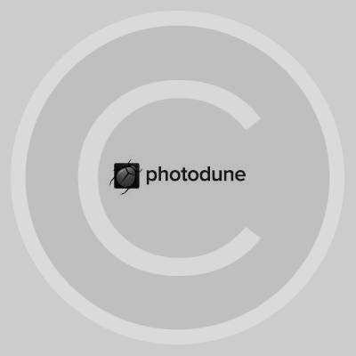 photodune-square.jpg